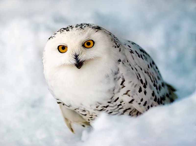 Snowy Owl; DISPLAY FULL IMAGE.