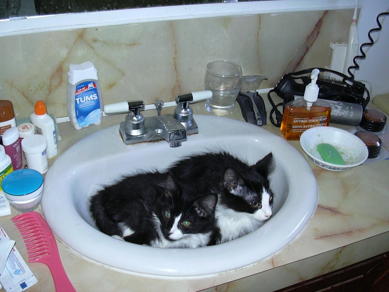 Bathroom Cats; DISPLAY FULL IMAGE.