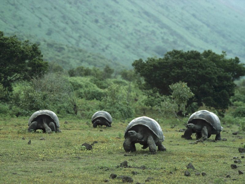 [Daily Photos] Giant Galapagos Tortoises, Isabela Island, Galapagos; DISPLAY FULL IMAGE.