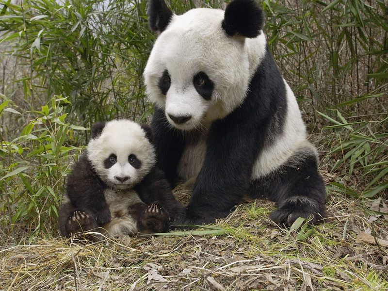 [Daily Photos] Giant Panda Mother and Cub, Molong Nature Reserve, China; DISPLAY FULL IMAGE.
