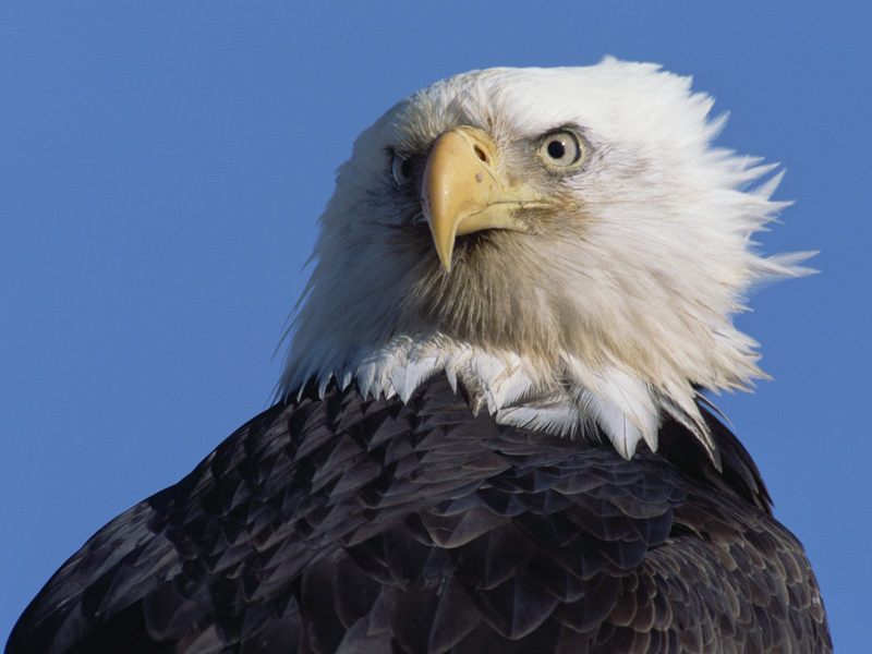[Daily Photos] Intense Stare, Bald Eagle; DISPLAY FULL IMAGE.