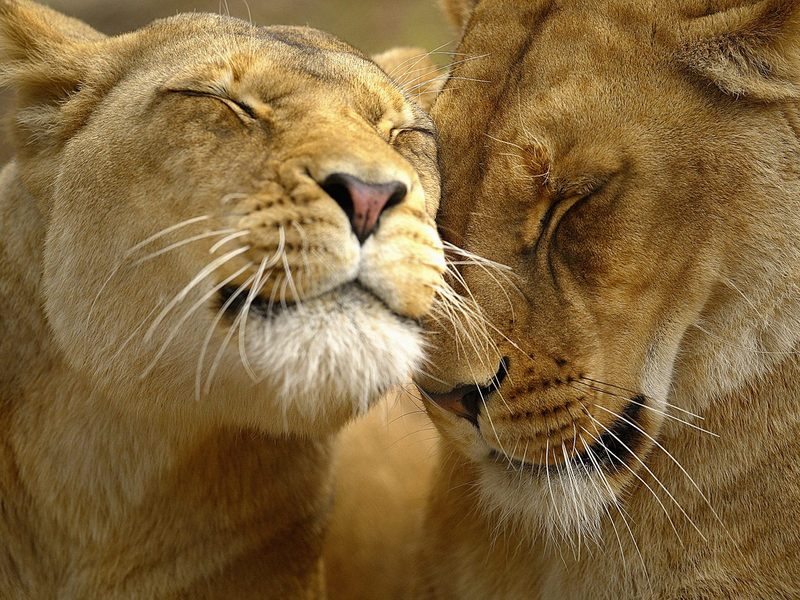 [Daily Photos] Loving Lions; DISPLAY FULL IMAGE.