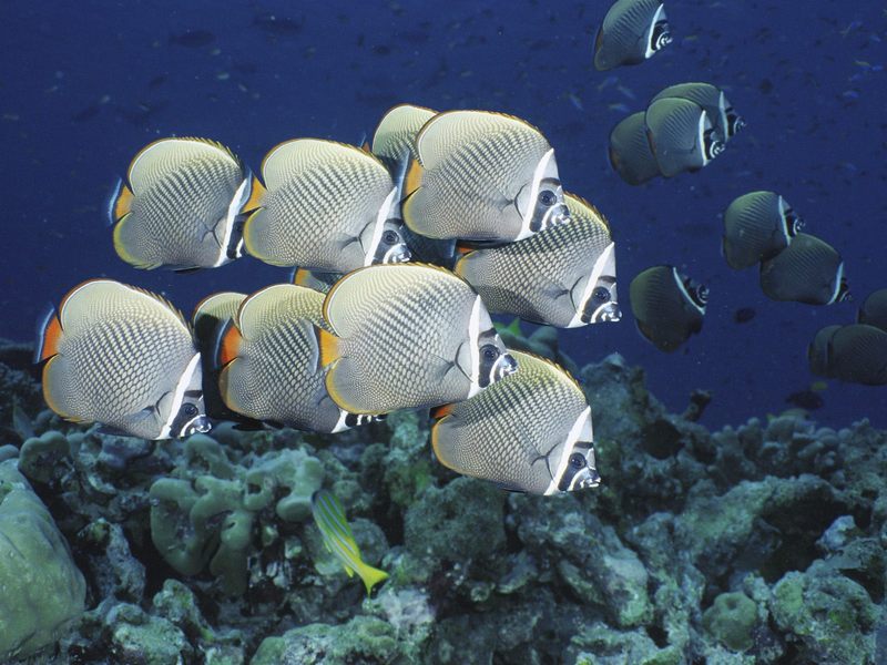 [Daily Photos] School of Collared Butterflyfish, Thailand; DISPLAY FULL IMAGE.