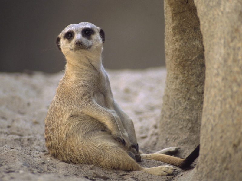 [Daily Photos] Taking a Load Off Meerkat; DISPLAY FULL IMAGE.