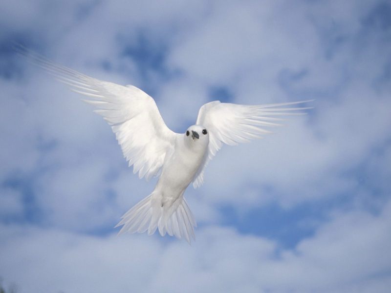 [Daily Photos] White Tern, Midway Atoll, Hawaii; DISPLAY FULL IMAGE.