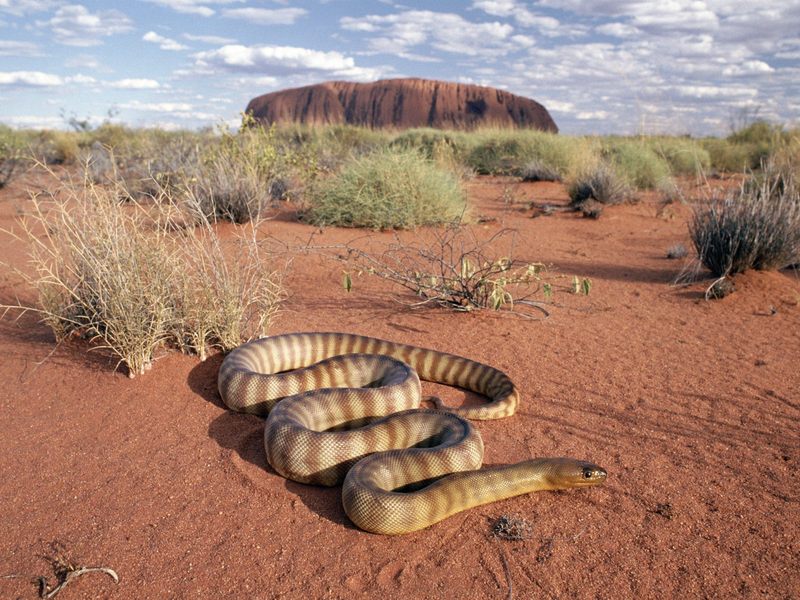 [Daily Photos] Woma Python, Uluru National Park, Australia; DISPLAY FULL IMAGE.