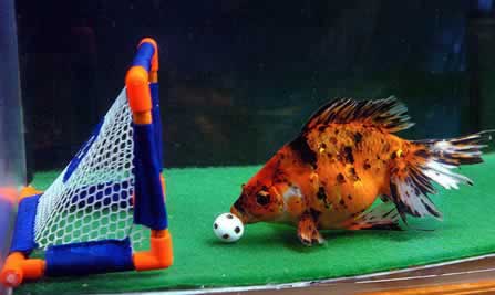 Soccer fish; Image ONLY