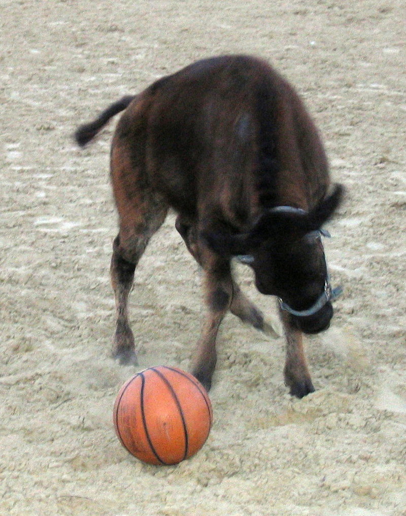 BUFFALO PLAYING BASKETBALL; DISPLAY FULL IMAGE.