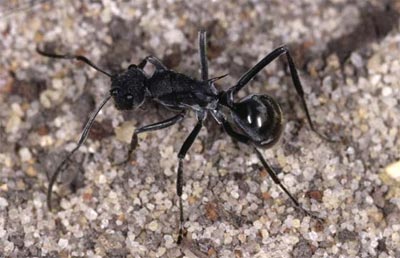 Polyrhachis Sokolova