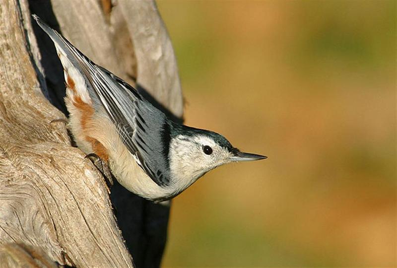 White-breasted Nuthatch; DISPLAY FULL IMAGE.