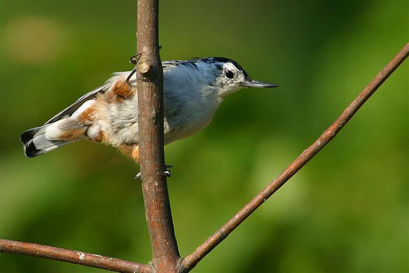 White-breasted Nuthatch; DISPLAY FULL IMAGE.