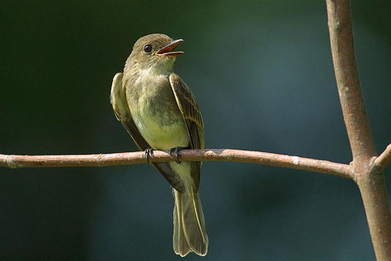 birdphoebe1030204; DISPLAY FULL IMAGE.