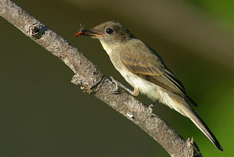 birdphoebe3030204; DISPLAY FULL IMAGE.