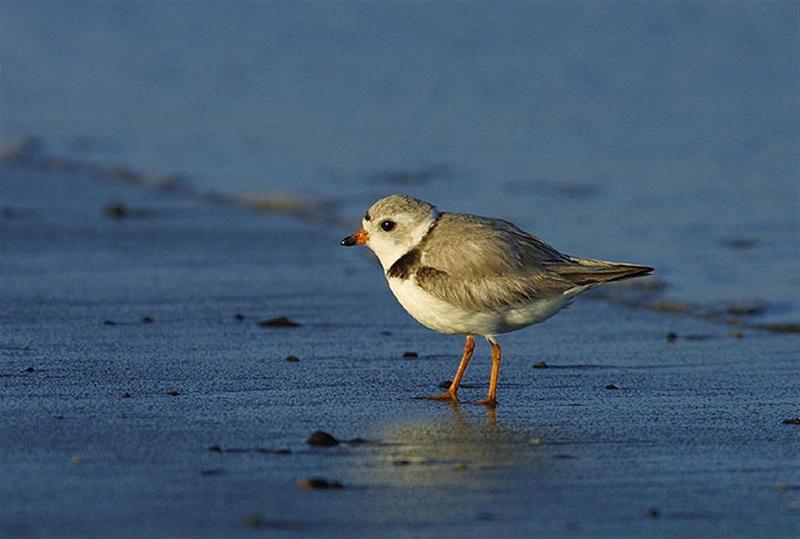 Piping plover; DISPLAY FULL IMAGE.