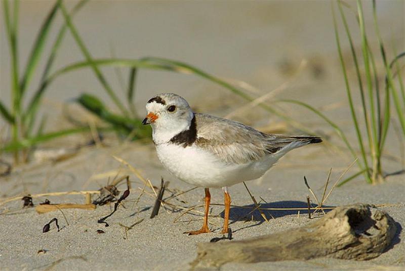 Piping plover; DISPLAY FULL IMAGE.