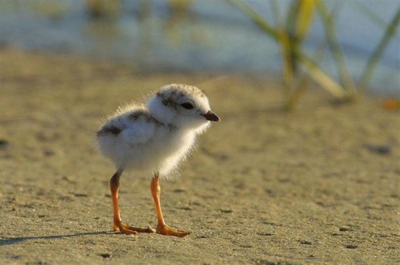 Piping plover chick; DISPLAY FULL IMAGE.