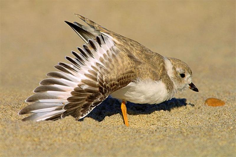 Piping plover - broken wing action; DISPLAY FULL IMAGE.