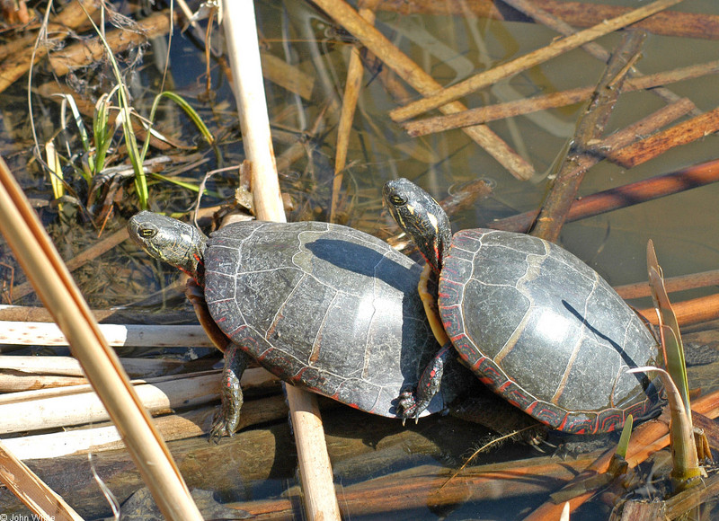 Late Winter Critters - Eastern Painted Turtle (Chrysemys picta picta)18; DISPLAY FULL IMAGE.