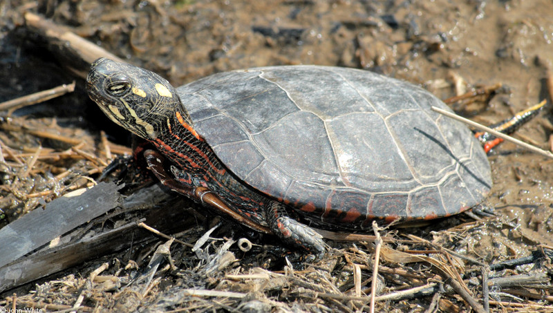 Late Winter Critters - Eastern Painted Turtle (Chrysemys picta picta)185; DISPLAY FULL IMAGE.