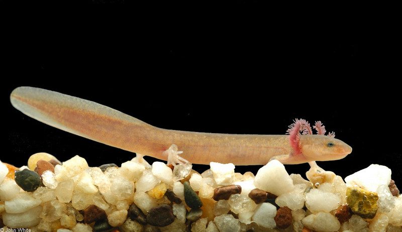 Late Winter Critters - Northern Red Salamander (Pseudotriton ruber ruber); DISPLAY FULL IMAGE.