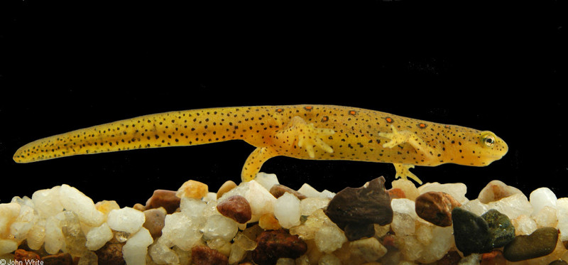 Late Winter Critters - Red-spotted Newt (Notophthalmus viridescens viridescens); DISPLAY FULL IMAGE.