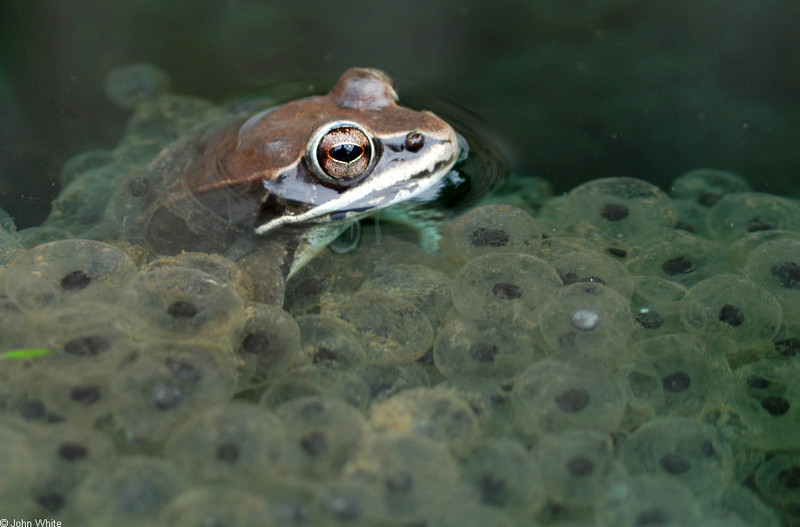 Late Winter Critters - Wood Frog (Rana sylvatica)174; DISPLAY FULL IMAGE.