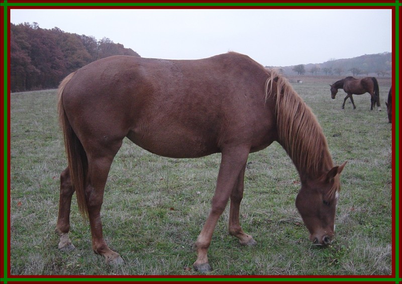 Horse (Equus caballus); DISPLAY FULL IMAGE.