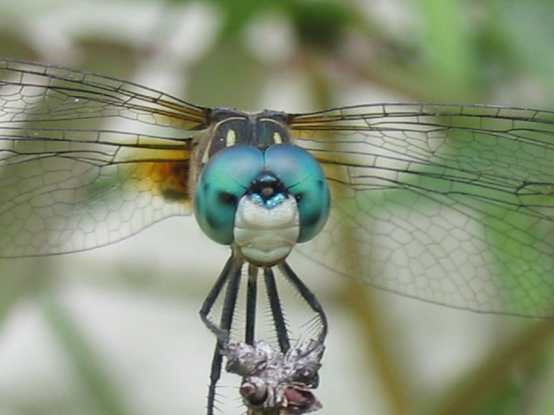blue-green dragonfly; DISPLAY FULL IMAGE.