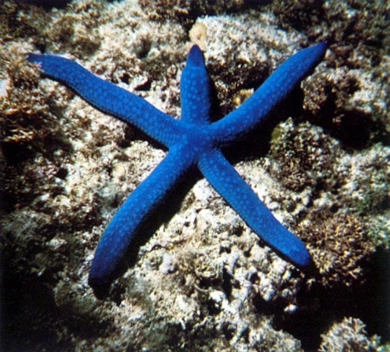 In Da Sea - Blue Sea Star; DISPLAY FULL IMAGE.
