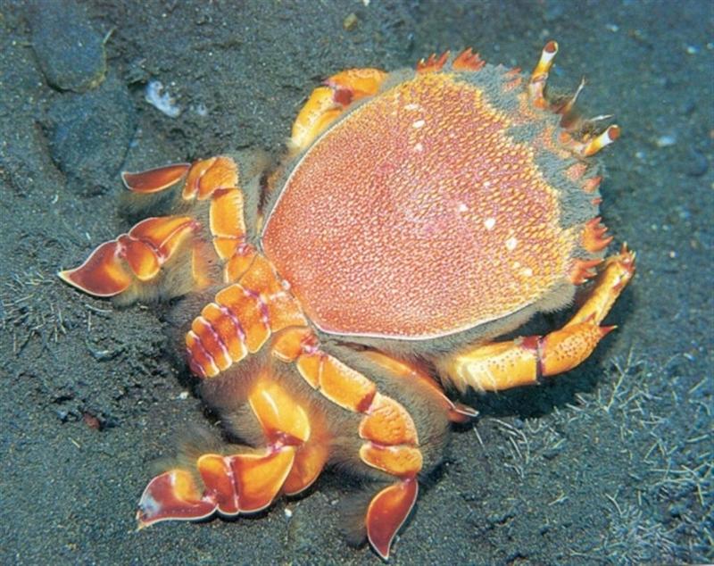 In Da Sea - Crab?; DISPLAY FULL IMAGE.