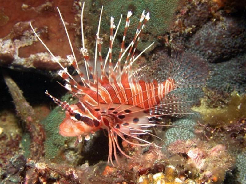 In Da Sea - Lionfish; DISPLAY FULL IMAGE.