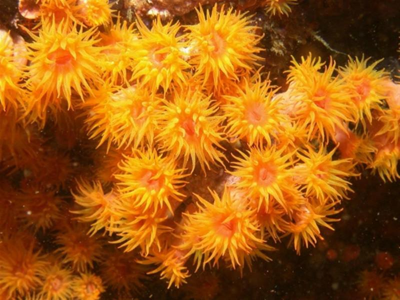 In Da Sea - Sea Anemone; DISPLAY FULL IMAGE.