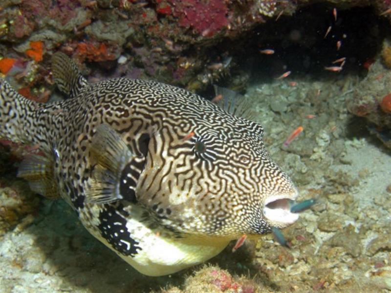 In Da Sea - Boxfish?; DISPLAY FULL IMAGE.