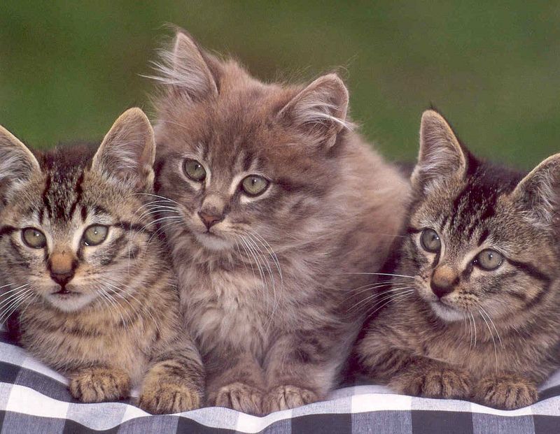 Cute kittens; DISPLAY FULL IMAGE.