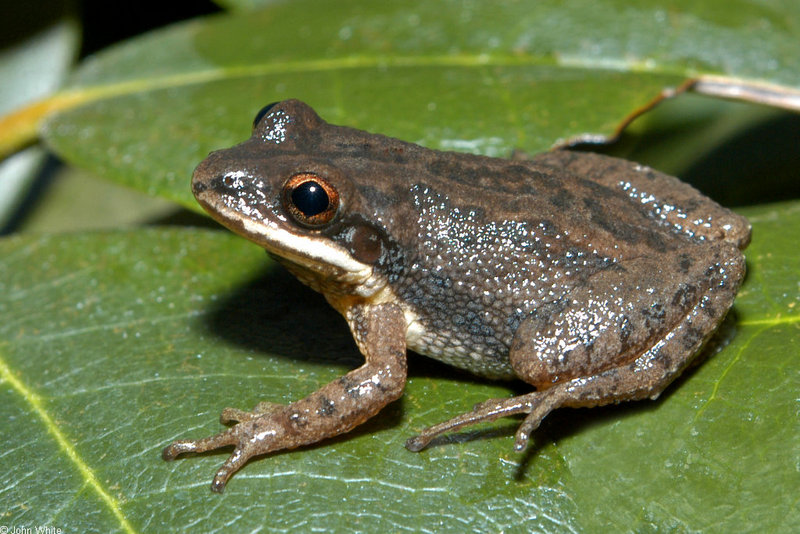 Upland Chorus Frog (Pseudacris feriarum feriarum) dark phase; DISPLAY FULL IMAGE.