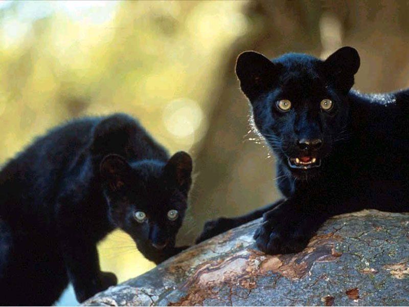 Panther cubs; DISPLAY FULL IMAGE.
