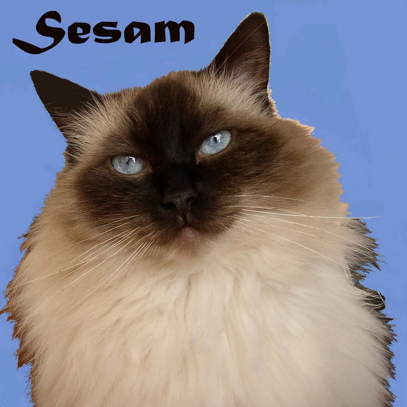 My ragdoll cat Sesam; DISPLAY FULL IMAGE.