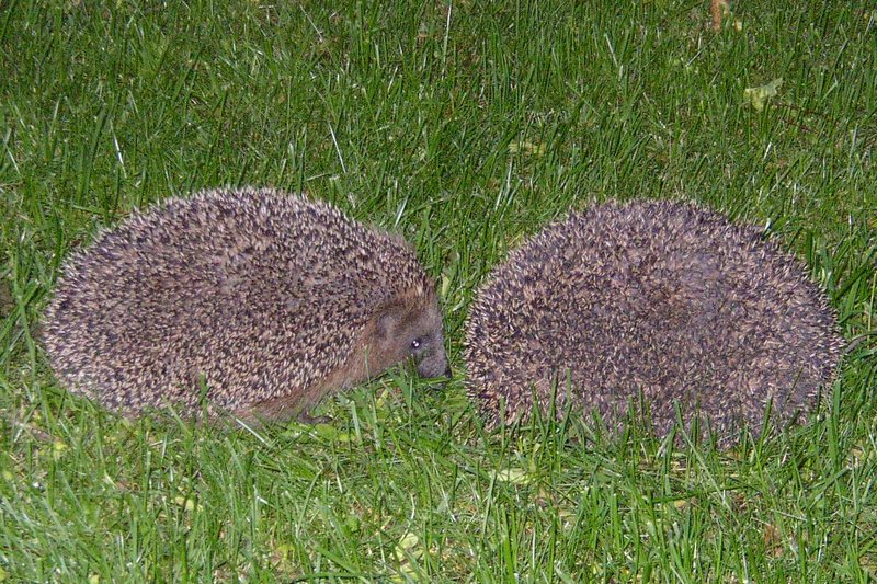 Hedgehog; DISPLAY FULL IMAGE.