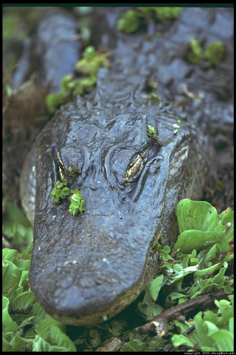 Alligator; DISPLAY FULL IMAGE.