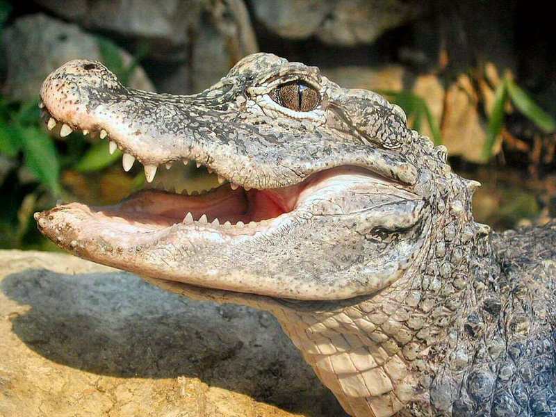 Alligator open mouth; DISPLAY FULL IMAGE.