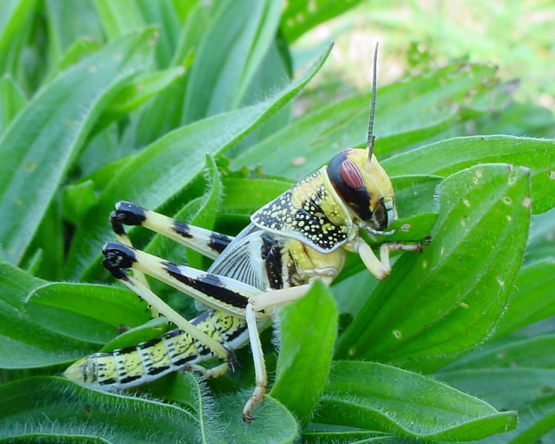 Locust Research Suggests that Physical State Has Much to Do with Learning [TAMU 2006-03-17]; DISPLAY FULL IMAGE.