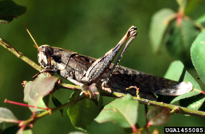 Gray Bird Grasshopper (Schistocerca nitens) {!--북미산 메뚜기류-->; DISPLAY FULL IMAGE.