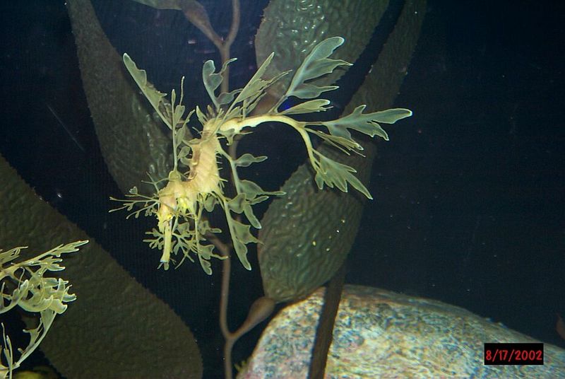 Leafy Sea Dragon; DISPLAY FULL IMAGE.