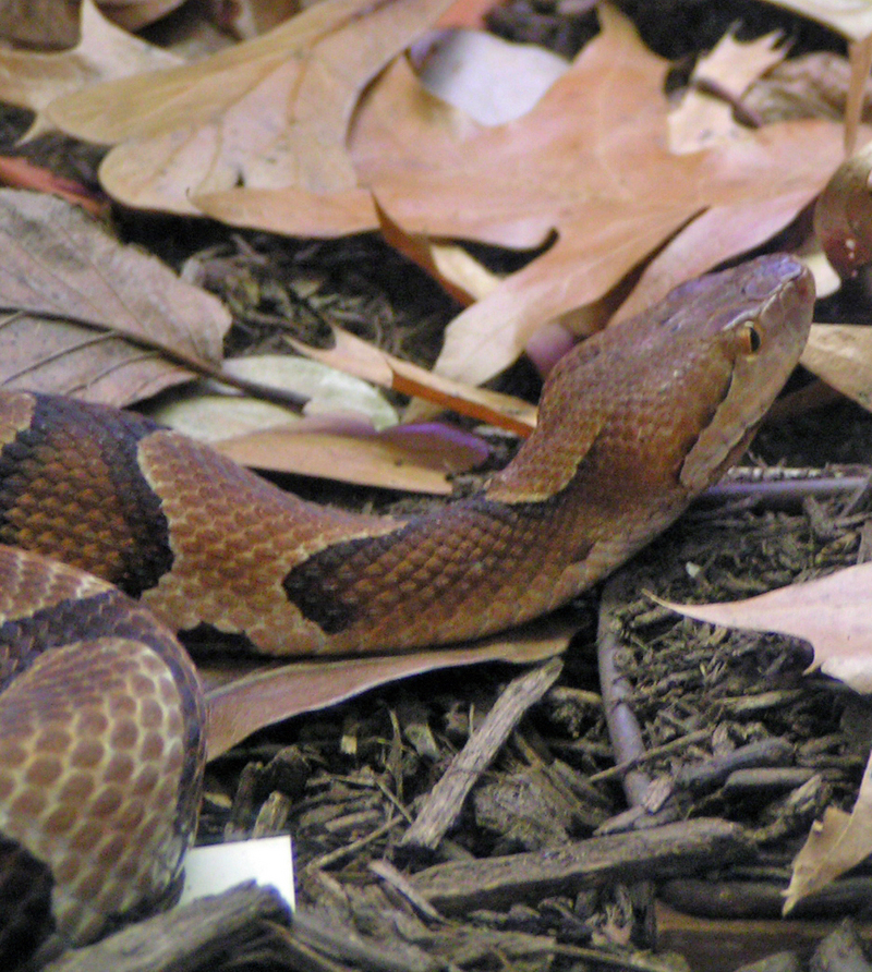copperhead snake; DISPLAY FULL IMAGE.