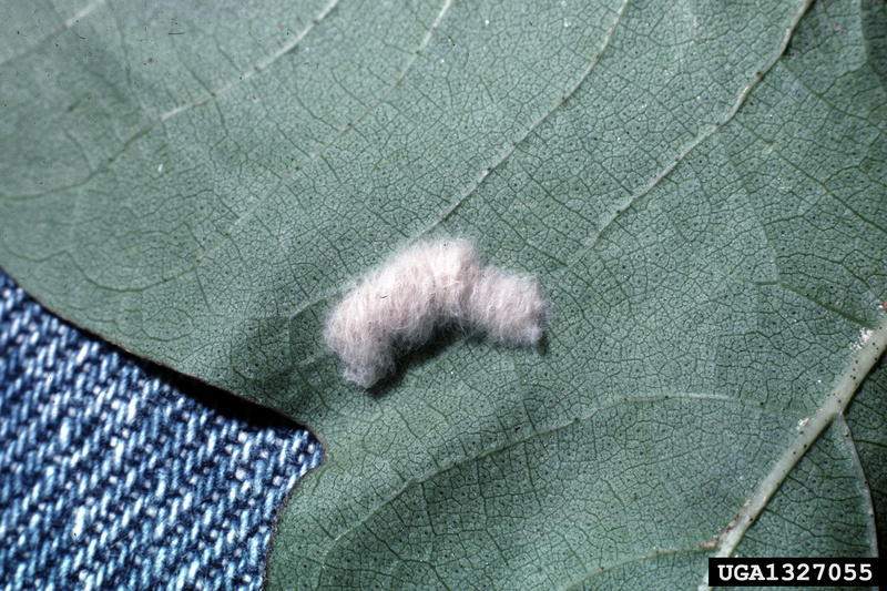 Beet Armyworm (Spodoptera exigua) egg mass {!--파밤나방 알집-->; DISPLAY FULL IMAGE.
