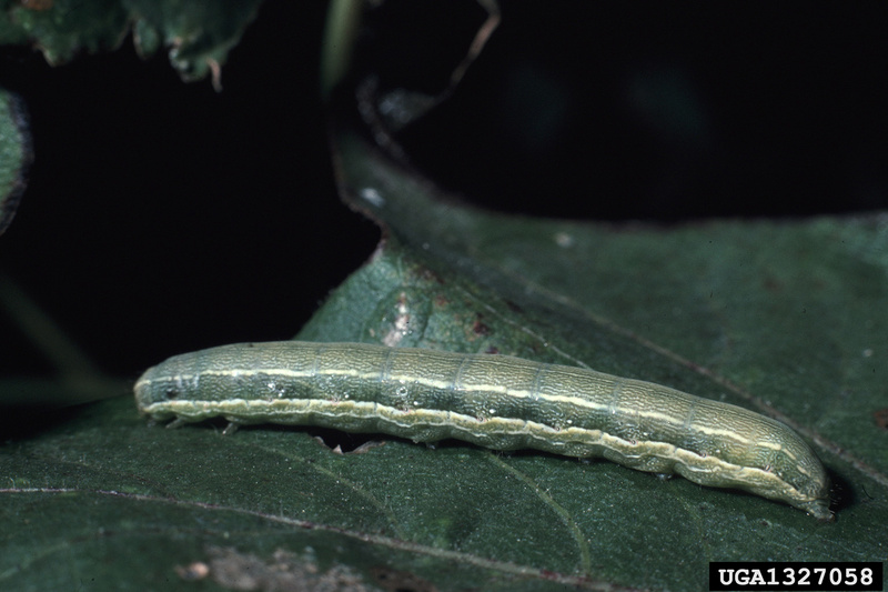 Beet Armyworm (Spodoptera exigua) caterpillar {!--파밤나방 애벌레-->; DISPLAY FULL IMAGE.