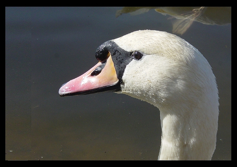 Mute swan (Cygnus olor); DISPLAY FULL IMAGE.
