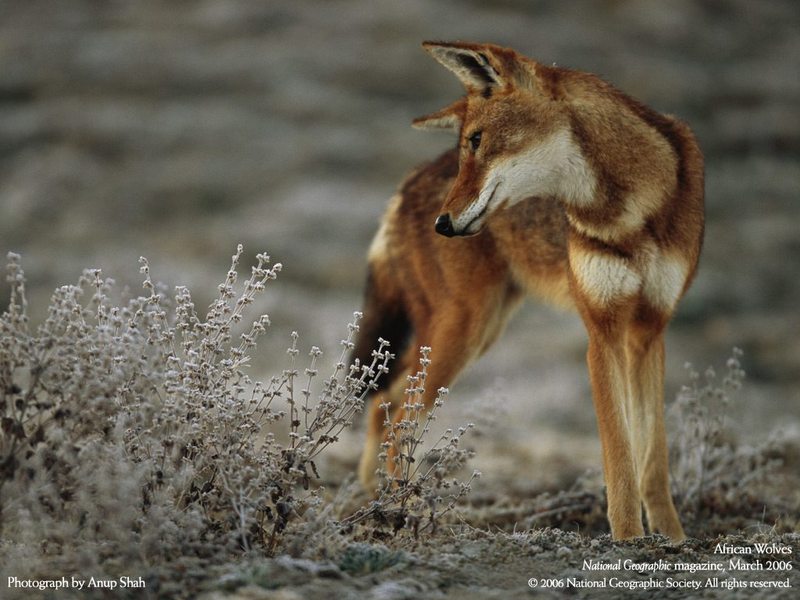 African Wolf; DISPLAY FULL IMAGE.