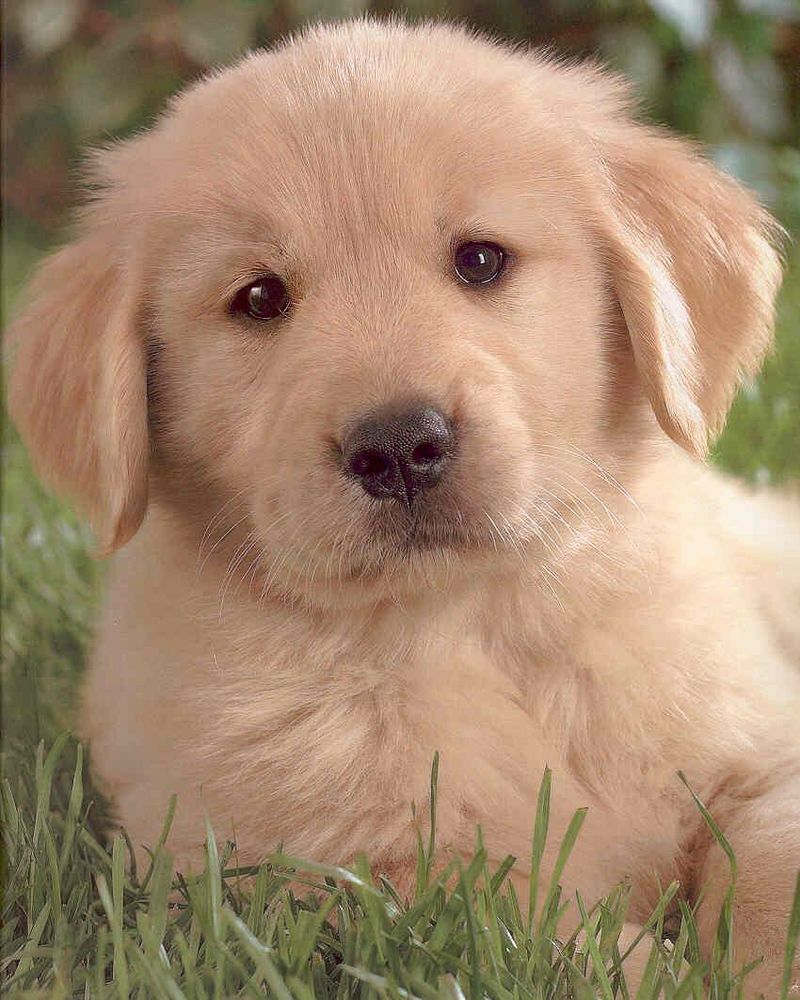 Golden Retriever Puppy; DISPLAY FULL IMAGE.