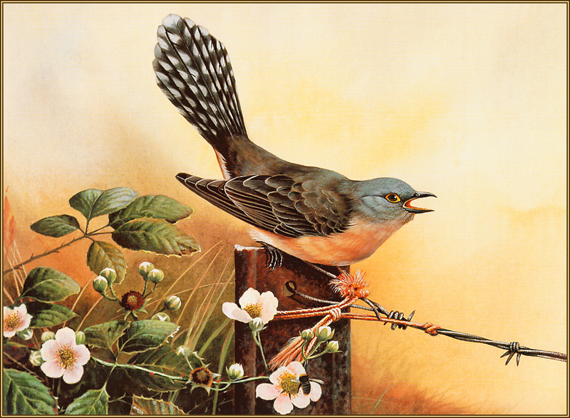 [Eric Shepherd's Beautiful Australian Birds Calendar 2003] Fantail Cuckoo; DISPLAY FULL IMAGE.